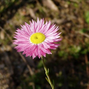 Über 100 Samen der Papiergänseblümchen (Rhodanthe, Acroclinium, Strohblume, Trockenblumen) Bild 3