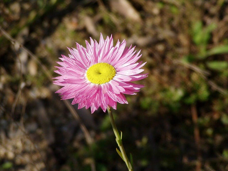 Über 100 Samen der Papiergänseblümchen (Rhodanthe, Acroclinium, Strohblume, Trockenblumen) Bild 3