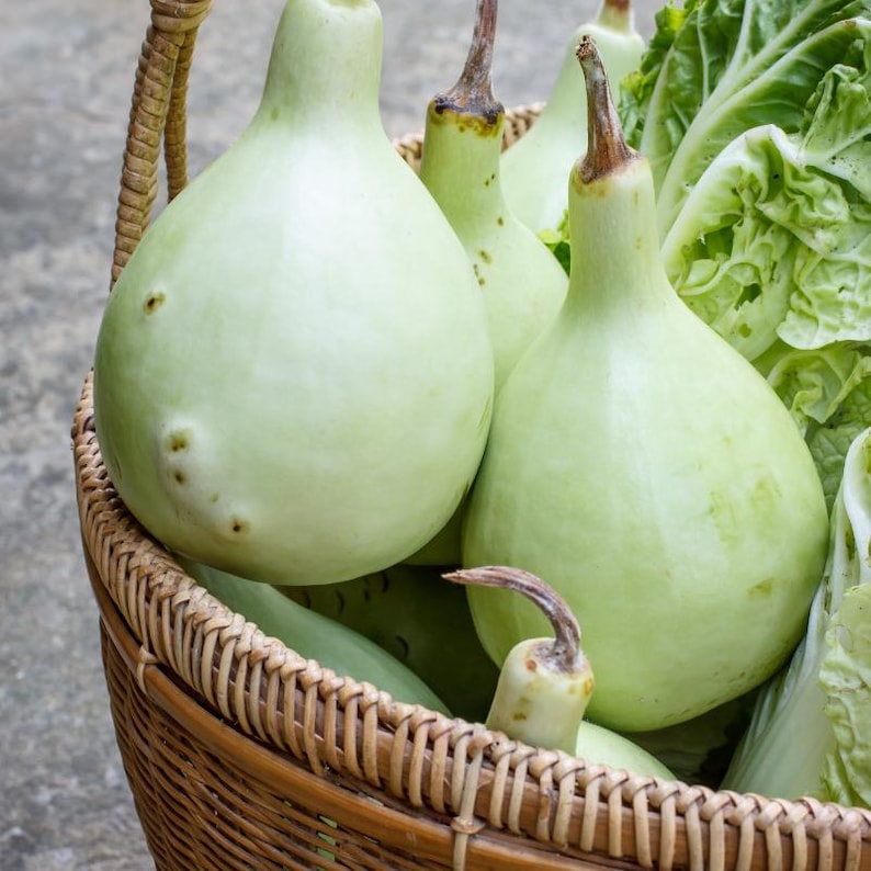 15+ Bottle gourd Lattu Seeds, Cucurbita, Pumpkins, gourds and melons image 6