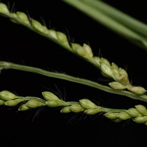 May include: A close-up view of a green grass plant featuring slender stems and multiple small, light green seed heads arranged in rows. The plant displays fine, hair-like structures along the stems and seed clusters against a black background.