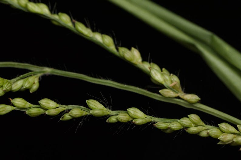 May include: A close-up view of a green grass plant featuring slender stems and multiple small, light green seed heads arranged in rows. The plant displays fine, hair-like structures along the stems and seed clusters against a black background.