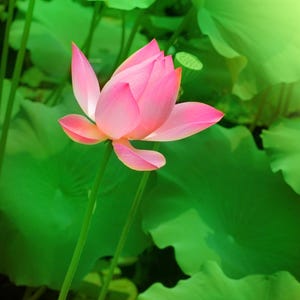 5-20 nasion lotosu różowego, Nelumbo nucifera, kwiat wodny, roślina do oczek wodnych zdjęcie 2