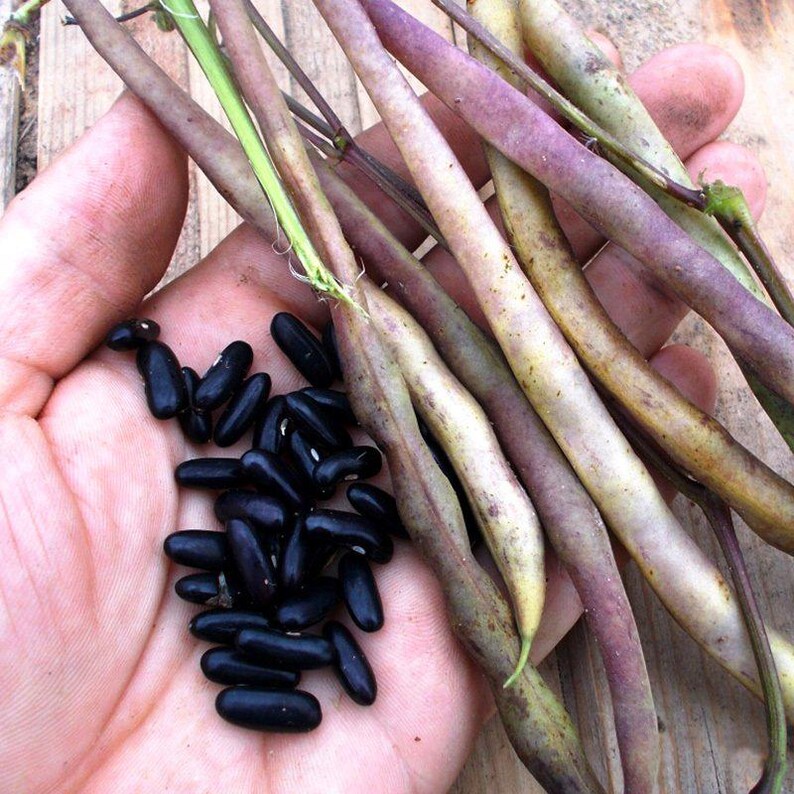 10+ semi di fagioli neri francesi Anupama, Phaseolus vulgaris, fagioli neri francesi, fagioli nani indiani immagine 5