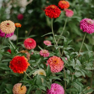 Mais de 50 sementes de zínia dupla mista, Zinnia elegans, flores de cores variadas, flor de corte. imagem 6