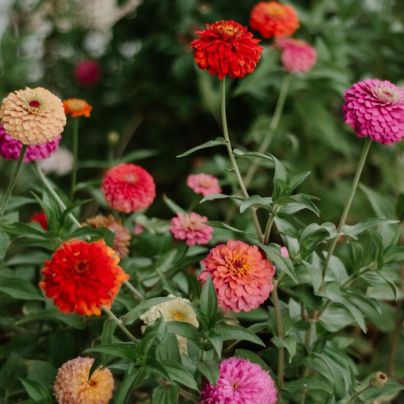 Mais de 50 sementes de zínia dupla mista, Zinnia elegans, flores de cores variadas, flor de corte. imagem 6