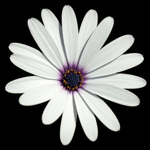 May include: A single white daisy flower with long, slender petals radiating from a dark purple and deep blue centre. The central disk is textured with tiny orange pollen-tipped stamens, creating a sharp contrast against the stark black background.