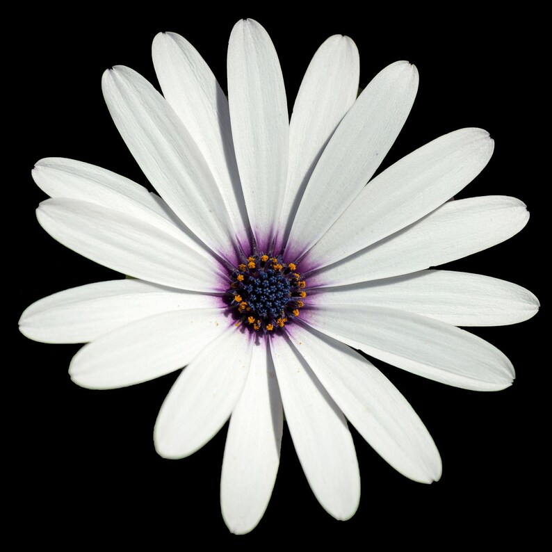 May include: A single white daisy flower with long, slender petals radiating from a dark purple and deep blue centre. The central disk is textured with tiny orange pollen-tipped stamens, creating a sharp contrast against the stark black background.