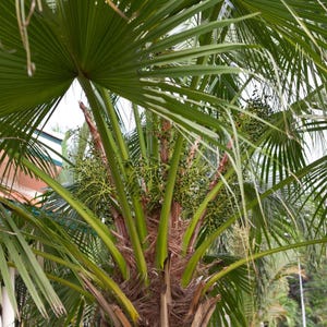 5-10 Chinese Fan Palm Seeds, Livistona chinensis, Fountain Palm image 8