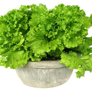 K&ouml;nnte beinhalten: Ein Kopf aus leuchtend gr&uuml;nem, krausem Blattsalat, der in einer runden, verwitterten grauen Steinschale w&auml;chst. Die Salatbl&auml;tter sind dicht gedr&auml;ngt und zeigen verschiedene Schattierungen von hellem Gr&uuml;n mit gewellten, texturierten R&auml;ndern.