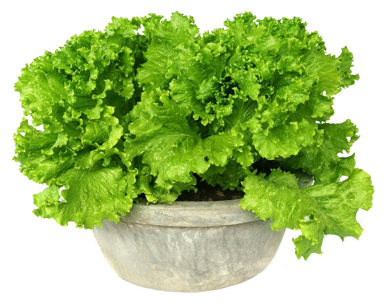 K&ouml;nnte beinhalten: Ein Kopf aus leuchtend gr&uuml;nem, krausem Blattsalat, der in einer runden, verwitterten grauen Steinschale w&auml;chst. Die Salatbl&auml;tter sind dicht gedr&auml;ngt und zeigen verschiedene Schattierungen von hellem Gr&uuml;n mit gewellten, texturierten R&auml;ndern.