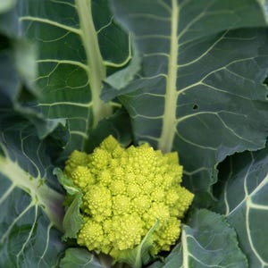 Más de 100 semillas de coliflor romanesco, Brassica oleracea, coliflor romanesco, cabezas espirales de color verde lima. imagen 3
