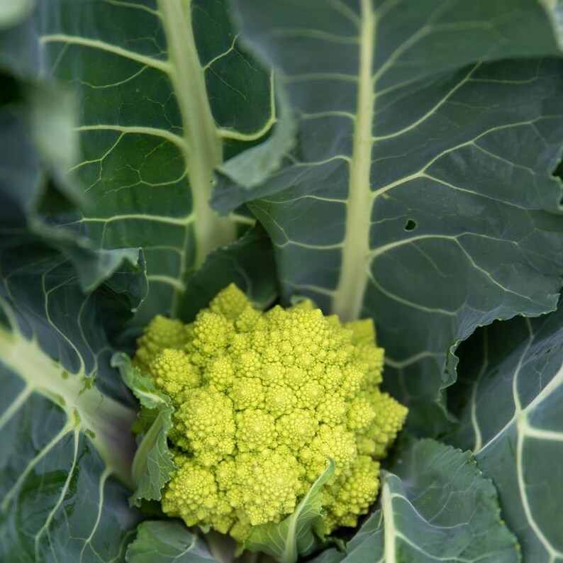 Más de 100 semillas de coliflor romanesco, Brassica oleracea, coliflor romanesco, cabezas espirales de color verde lima. imagen 3