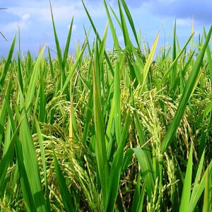Pu&ograve; includere: Un campo di riso verde brillante caratterizzato da steli alti e sottili e spighe di grano in fase di maturazione. Le piante presentano lunghe foglie appuntite in varie tonalit&agrave; di verde acceso e giallo, su uno sfondo di cielo azzurro.
