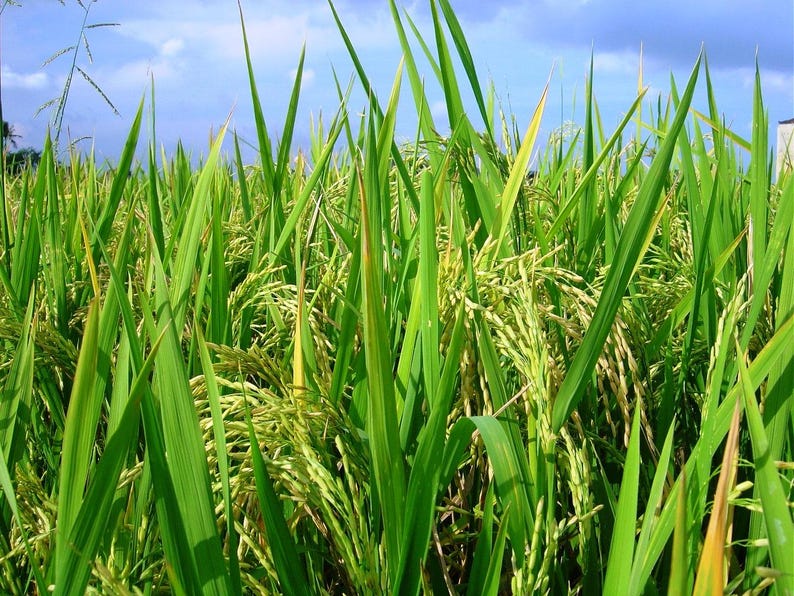 Pu&ograve; includere: Un campo di riso verde brillante caratterizzato da steli alti e sottili e spighe di grano in fase di maturazione. Le piante presentano lunghe foglie appuntite in varie tonalit&agrave; di verde acceso e giallo, su uno sfondo di cielo azzurro.