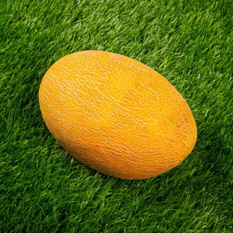 25+ Yellow melon Seeds, Cucumis melo, Pumpkins, gourds and melons image 9