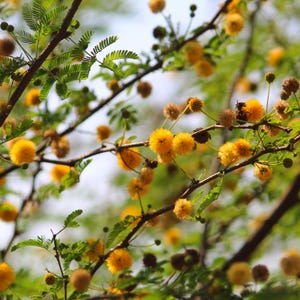 20-100 Semillas de Acacia Arábica, Vachellia nilotica, Árbol Babul, Goma India Acacia imagen 5
