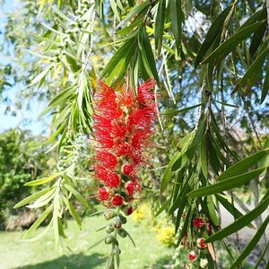 100-300 Samen der Trauer-Zylinderbürste (Melaleuca viminalis, Callistemon viminalis, Rote Zylinderbürste), 100+ Samen Bild 13