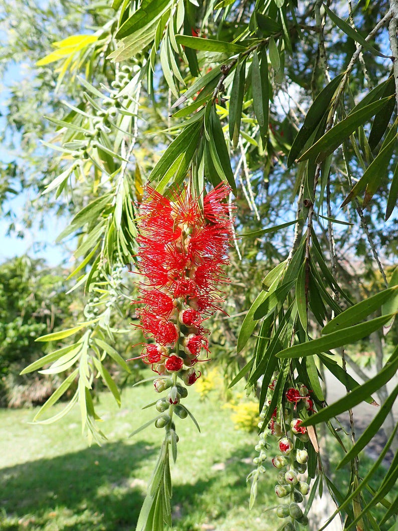 100-300 Samen der Trauer-Zylinderbürste (Melaleuca viminalis, Callistemon viminalis, Rote Zylinderbürste), 100+ Samen Bild 13
