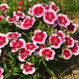 K&ouml;nnte beinhalten: Eine Ansammlung von Dianthus-Bl&uuml;ten mit leuchtend roten Mitten, die in wei&szlig;e, gezackte Bl&uuml;tenblattr&auml;nder &uuml;bergehen. Die Bl&uuml;ten werden von schlanken gr&uuml;nen St&auml;ngeln und schmalen, spitzen Bl&auml;ttern getragen, was ein dichtes, rundes Blumenarrangement ergibt.