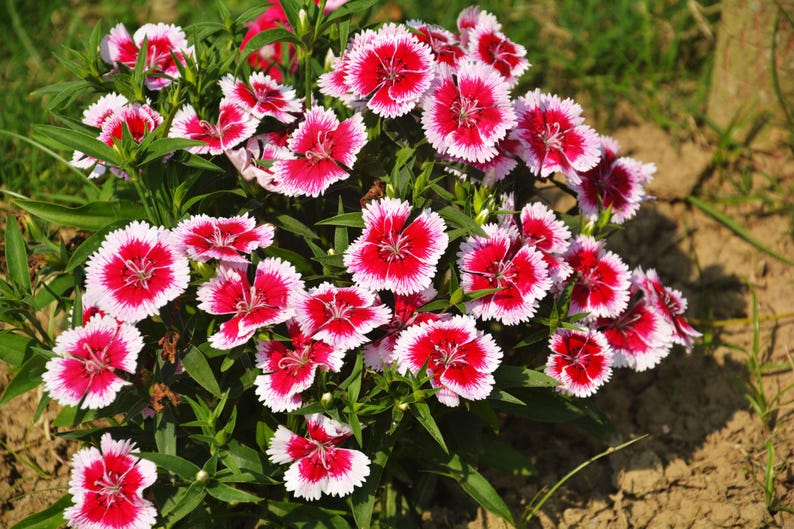K&ouml;nnte beinhalten: Eine Ansammlung von Dianthus-Bl&uuml;ten mit leuchtend roten Mitten, die in wei&szlig;e, gezackte Bl&uuml;tenblattr&auml;nder &uuml;bergehen. Die Bl&uuml;ten werden von schlanken gr&uuml;nen St&auml;ngeln und schmalen, spitzen Bl&auml;ttern getragen, was ein dichtes, rundes Blumenarrangement ergibt.