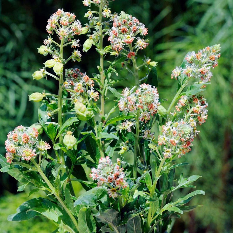 May include: A cluster of Reseda lutea plants featuring tall, slender green stems topped with dense, conical spikes of small, pale yellow and orange-tinted flowers. The plant has narrow, deeply lobed green leaves arranged along the upright stalks.