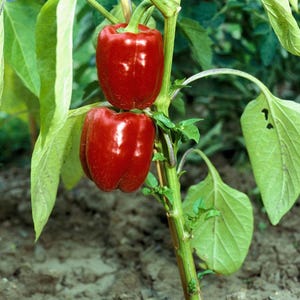 Puede incluir: Dos pimientos rojos brillantes y vibrantes cuelgan de un tallo de planta verde. Los pimientos tienen una forma suave y redondeada, unidos al tallo central y rodeados de grandes hojas de color verde claro que crecen en la tierra oscura.