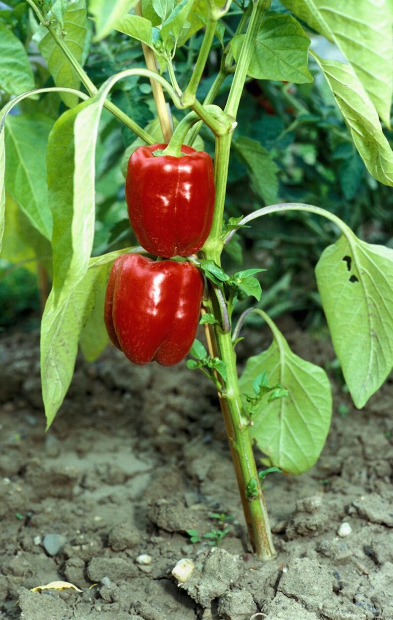 Puede incluir: Dos pimientos rojos brillantes y vibrantes cuelgan de un tallo de planta verde. Los pimientos tienen una forma suave y redondeada, unidos al tallo central y rodeados de grandes hojas de color verde claro que crecen en la tierra oscura.