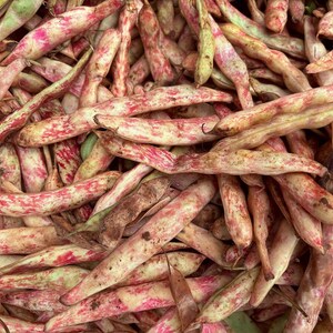 10+ Samen der Feuerzungen-Buschbohne (Phaseolus vulgaris), auch bekannt als Borlottobohne oder Zwergbohne. Bild 4