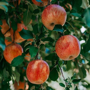 10-20 Himalayan Apple Mix Seeds, Malus domestica, Fruit Tree Seeds for Home Orchard image 8