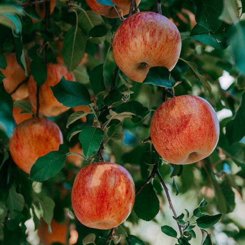 10-20 Himalayan Apple Mix Seeds, Malus domestica, Fruit Tree Seeds for Home Orchard image 8