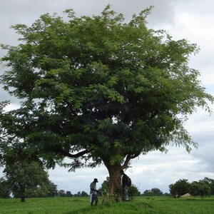 Pu&ograve; includere: Un grande albero maturo con un'ampia e densa chioma di foglie verdi e piumate si erge in un campo erboso sotto un cielo nuvoloso. L'albero presenta un tronco marrone spesso e strutturato con rami che si estendono ampiamente.