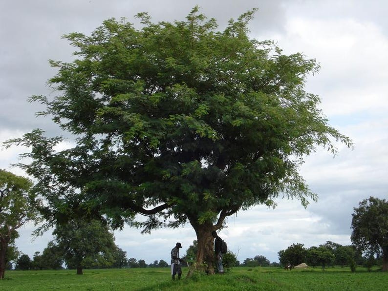 Pu&ograve; includere: Un grande albero maturo con un'ampia e densa chioma di foglie verdi e piumate si erge in un campo erboso sotto un cielo nuvoloso. L'albero presenta un tronco marrone spesso e strutturato con rami che si estendono ampiamente.
