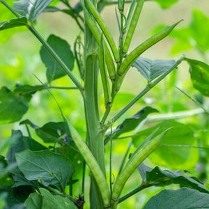 Puede incluir: Un tallo de planta verde con m&uacute;ltiples vainas de semillas alargadas, delgadas y de color verde claro que crecen hacia afuera. La planta tiene hojas verdes anchas y texturizadas que se extienden desde el tallo central con vainas.