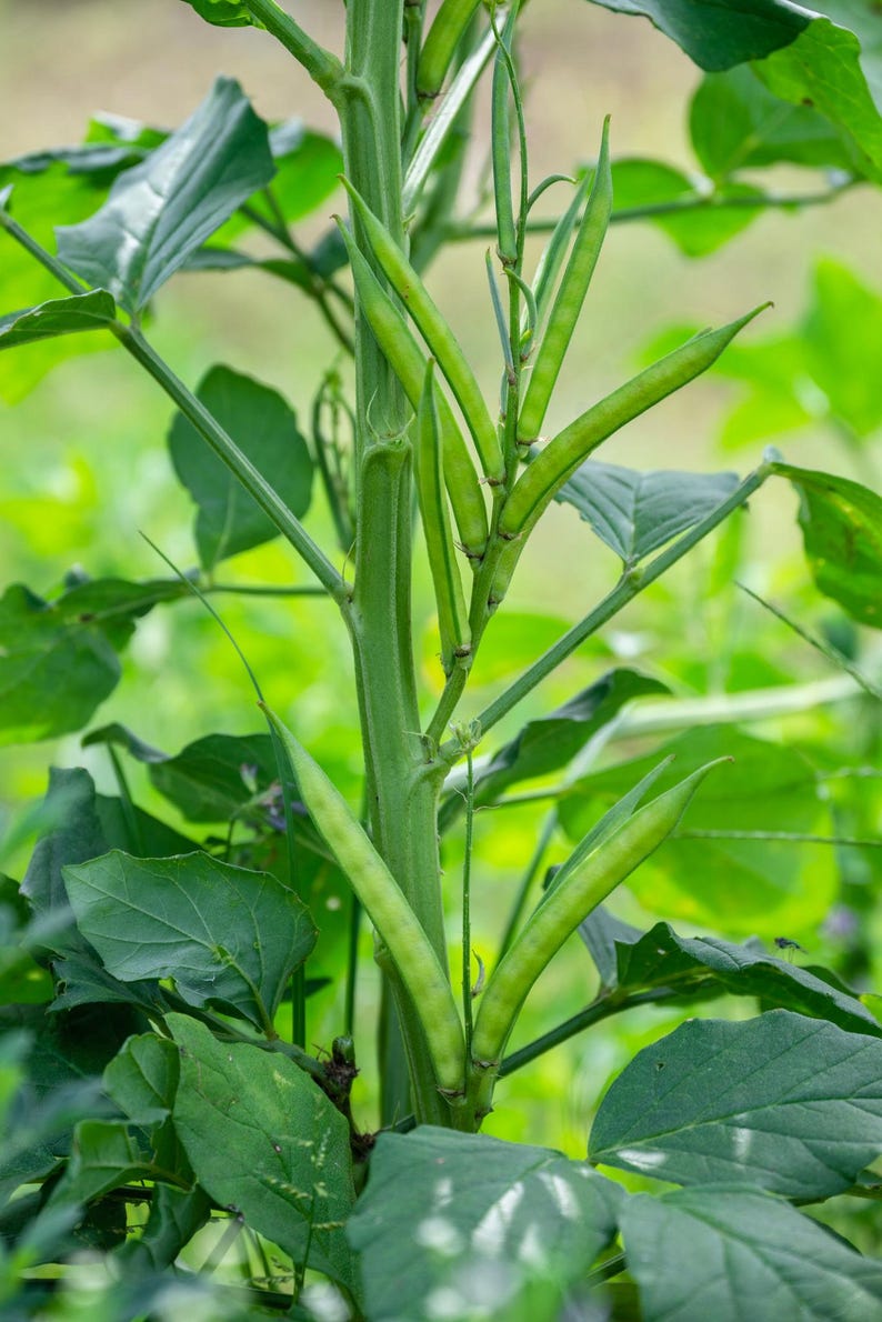 Puede incluir: Un tallo de planta verde con m&uacute;ltiples vainas de semillas alargadas, delgadas y de color verde claro que crecen hacia afuera. La planta tiene hojas verdes anchas y texturizadas que se extienden desde el tallo central con vainas.
