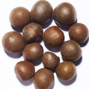 May include: A collection of twelve whole macadamia nuts with hard, smooth, brown shells. The nuts are arranged in a loose cluster, each displaying a spherical shape with subtle variations in colour ranging from light tan to deep brown tones.