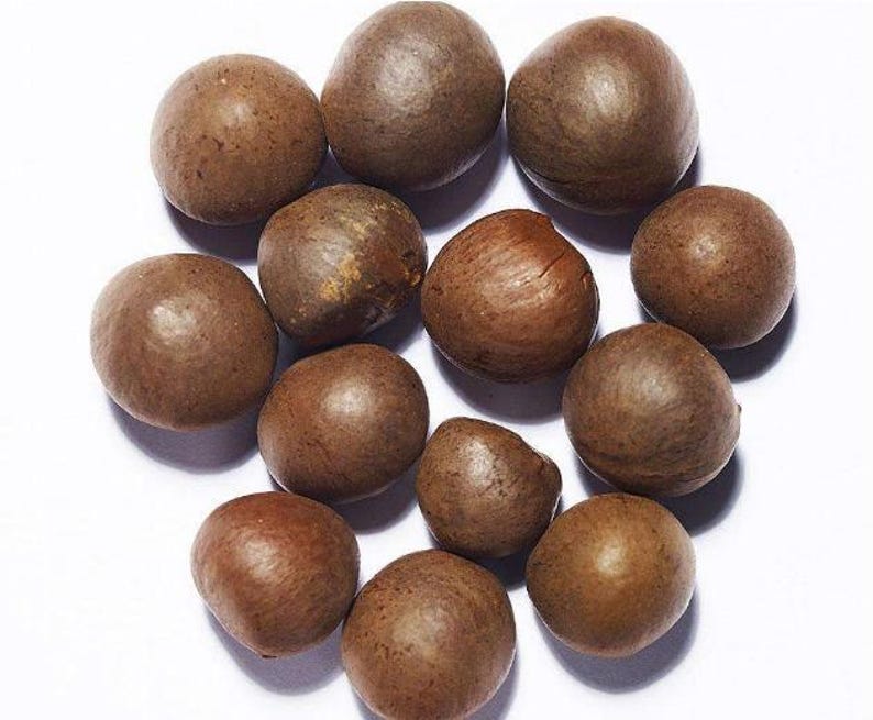 May include: A collection of twelve whole macadamia nuts with hard, smooth, brown shells. The nuts are arranged in a loose cluster, each displaying a spherical shape with subtle variations in colour ranging from light tan to deep brown tones.