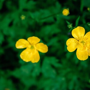 15+ Chinese Buttercup Seeds, Ranunculus cantoniensis, Wild Meadow Flower image 7