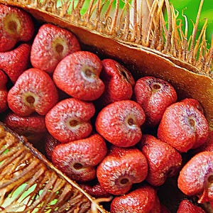 50-100 graines d'annatto, Bixa Orellana, Achiote, arbre à rouge à lèvres, Roucou, graines d'arbre à colorant naturel image 7