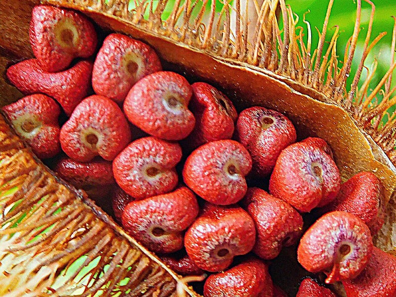 50-100 graines d'annatto, Bixa Orellana, Achiote, arbre à rouge à lèvres, Roucou, graines d'arbre à colorant naturel image 7