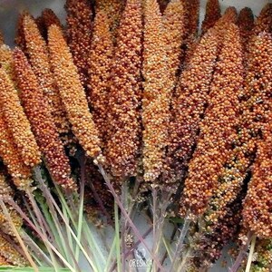 100-500 Kolbenhirse-Samen, Setaria italica, Italienische Hirse, Indische Hirse Bild 7