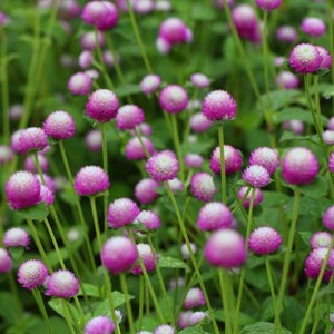 100+ Gomphrena Mixed Color Seeds, Globe Flower Mix, Garden Flower image 7