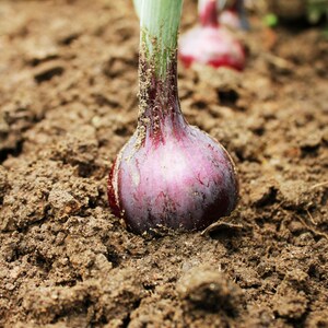 Pu&ograve; includere: Un bulbo di cipolla rossa parzialmente interrato in un terreno marrone scuro. La cipolla ha una buccia liscia di colore rosso porpora intenso con alcune particelle di terra attaccate. Un gambo spesso verde chiaro spunta dal bulbo.