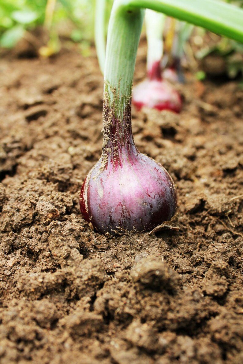 Pu&ograve; includere: Un bulbo di cipolla rossa parzialmente interrato in un terreno marrone scuro. La cipolla ha una buccia liscia di colore rosso porpora intenso con alcune particelle di terra attaccate. Un gambo spesso verde chiaro spunta dal bulbo.