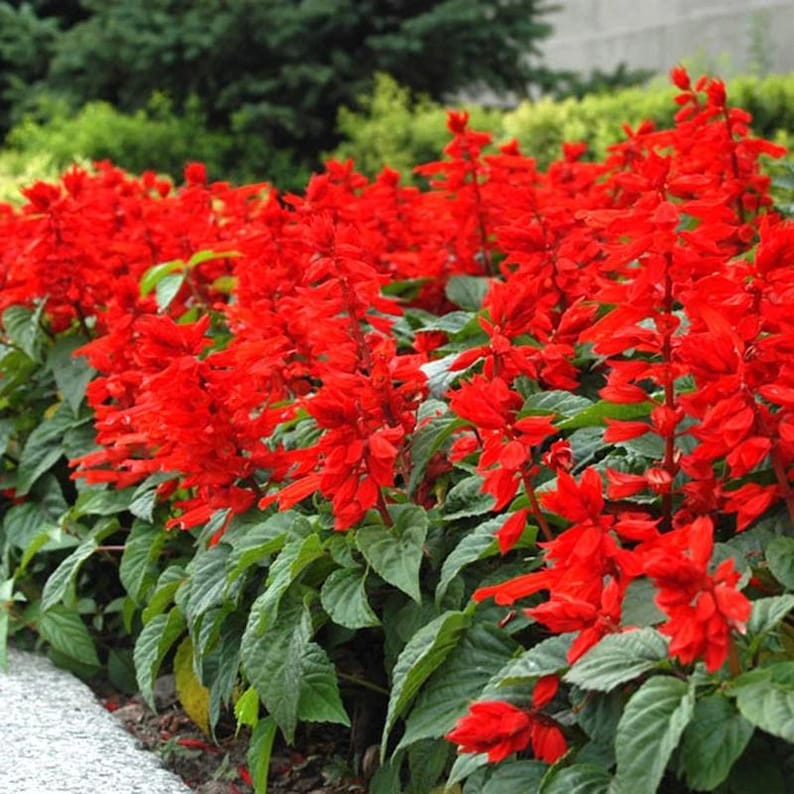 Pu&ograve; includere: Un denso gruppo di fiori di salvia rosso brillante con alte spighe erette di piccoli fiori tubolari. Le piante hanno foglie verdi seghettate e sono disposte in un'aiuola accanto a un bordo in pietra di colore grigio chiaro.