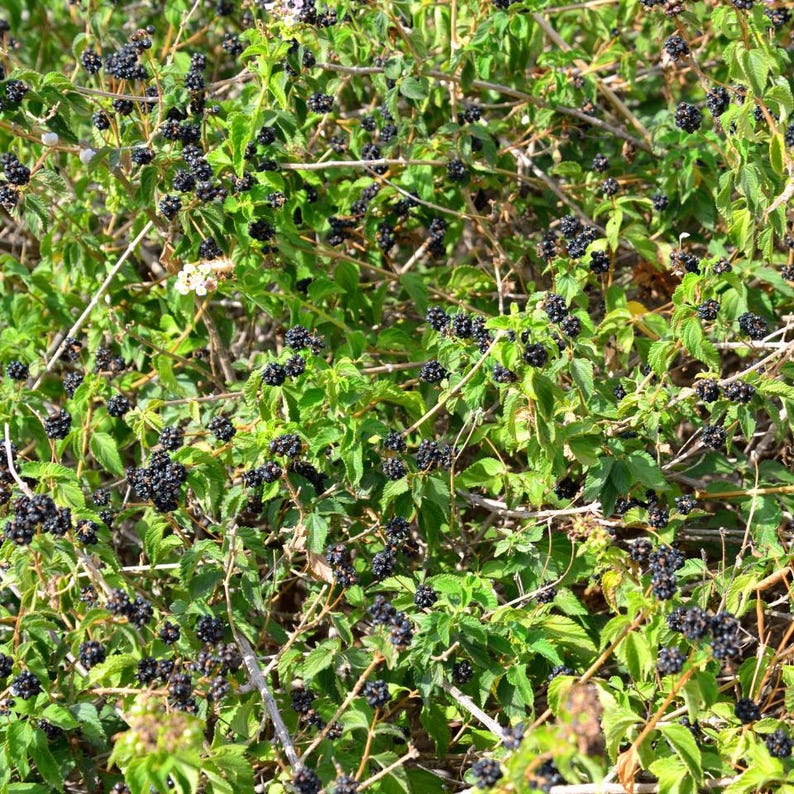 20-100 zaden van de Himalaya-braam, Rubus, wilde bergbessenstruik afbeelding 3