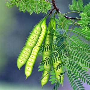 Pu&ograve; includere: Un grappolo di baccelli allungati di colore verde brillante appesi a un ramo con delicate foglie pennate. I baccelli traslucidi rivelano una serie di piccoli semi circolari disposti in un'unica fila all'interno di ogni struttura.