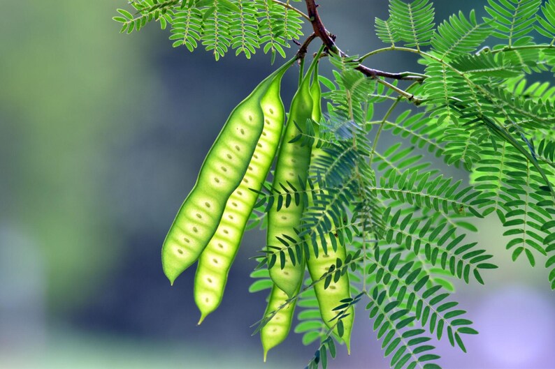 Pu&ograve; includere: Un grappolo di baccelli allungati di colore verde brillante appesi a un ramo con delicate foglie pennate. I baccelli traslucidi rivelano una serie di piccoli semi circolari disposti in un'unica fila all'interno di ogni struttura.