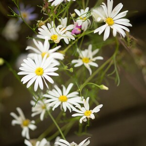 Peut inclure: Un groupe de fleurs blanches ressemblant &agrave; des marguerites avec des c&oelig;urs jaune vif et de fines tiges vertes. Les p&eacute;tales sont fins et rayonnent depuis le disque central. Certaines fleurs sont &eacute;panouies, d'autres en boutons verts.