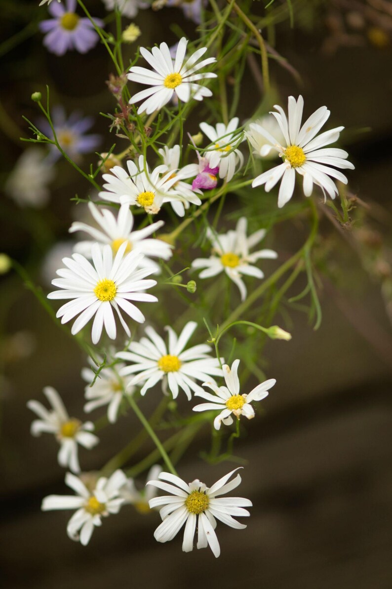 Peut inclure: Un groupe de fleurs blanches ressemblant &agrave; des marguerites avec des c&oelig;urs jaune vif et de fines tiges vertes. Les p&eacute;tales sont fins et rayonnent depuis le disque central. Certaines fleurs sont &eacute;panouies, d'autres en boutons verts.