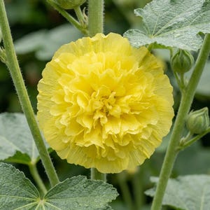 Peut inclure: Une fleur de rose tr&eacute;mi&egrave;re jaune vif aux p&eacute;tales denses et fronc&eacute;s. La fleur est centr&eacute;e sur une haute tige verte duveteuse, entour&eacute;e de grandes feuilles vertes textur&eacute;es et dentel&eacute;es ainsi que de plusieurs petits boutons floraux verts.